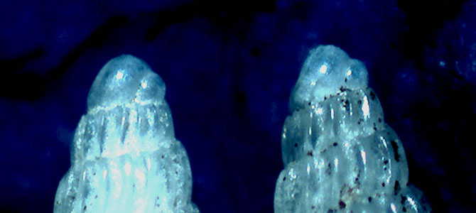 Turbonilla da identificare